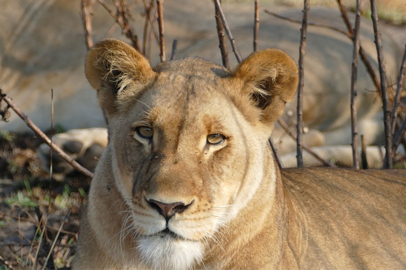 Chimanimani National Reserve animal