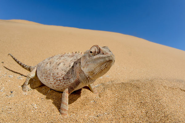 Dorob National Park