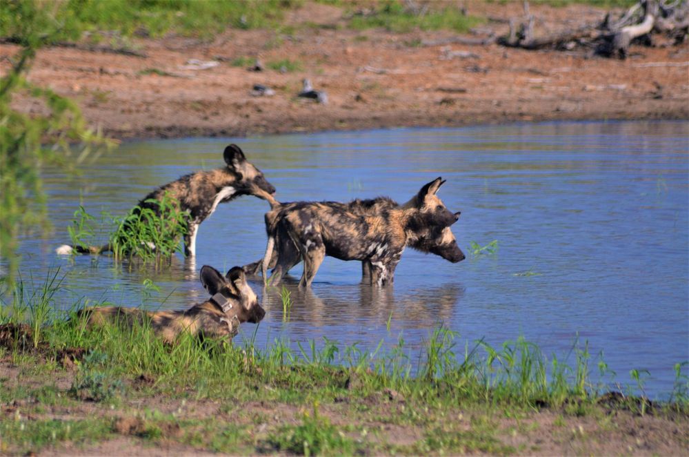 Limpopo National Park