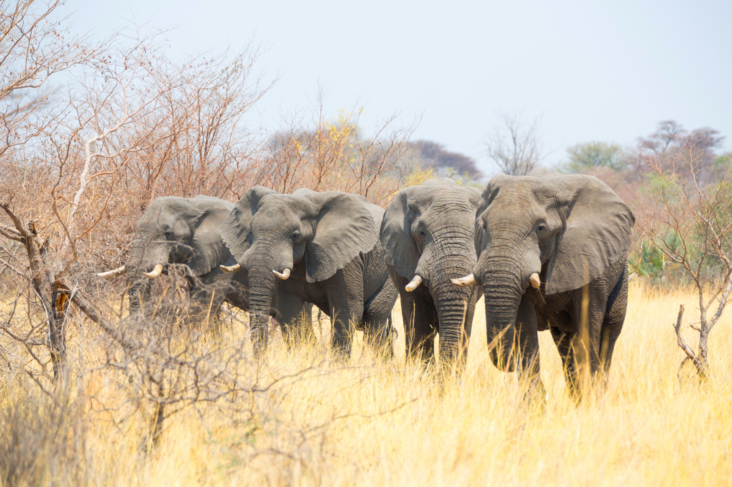 Mahango Nationalpark