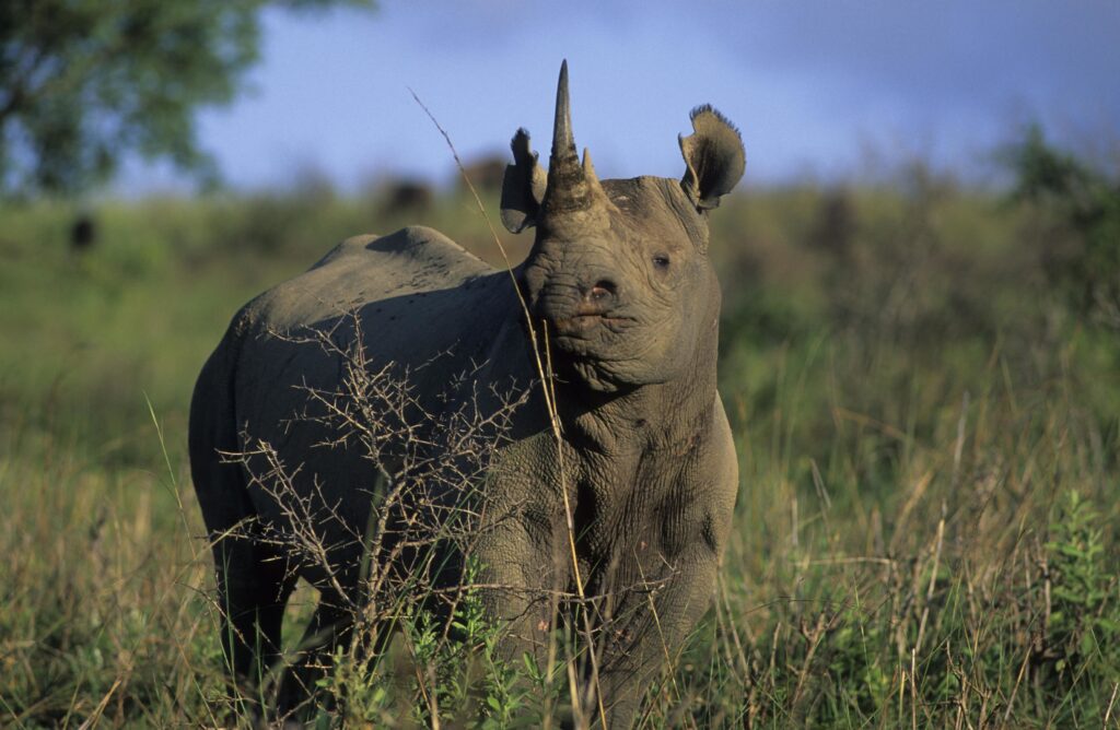 Rhino Tracking