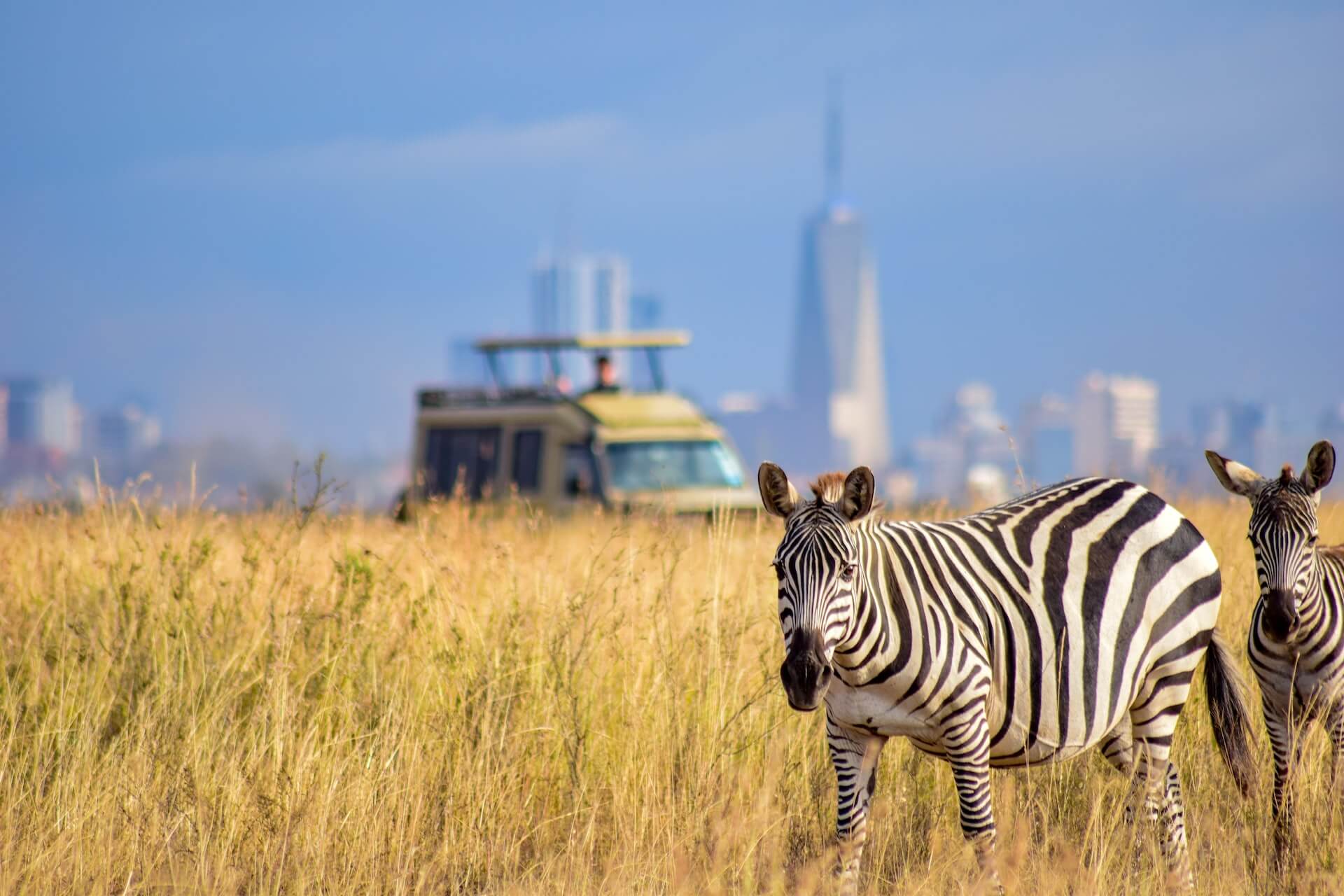 Nairobi-National-Park zebra