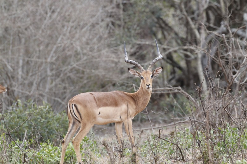 Niassa Reserve