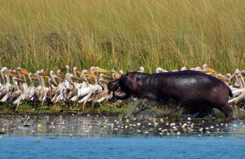 Nkasa Rupara National Park