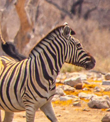 animals Etosha_namibia