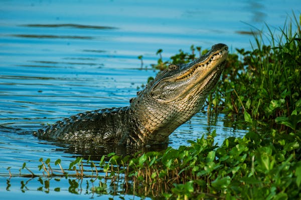 crocodiles in burundi