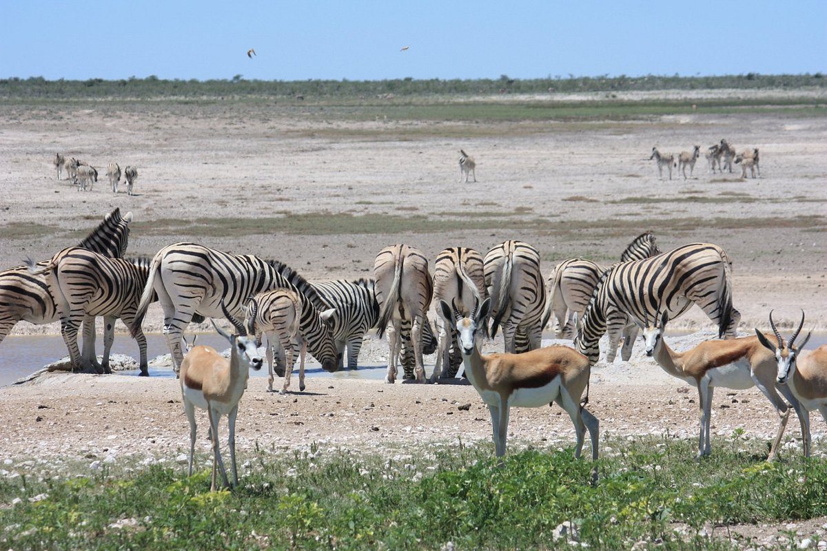 etosha-pan