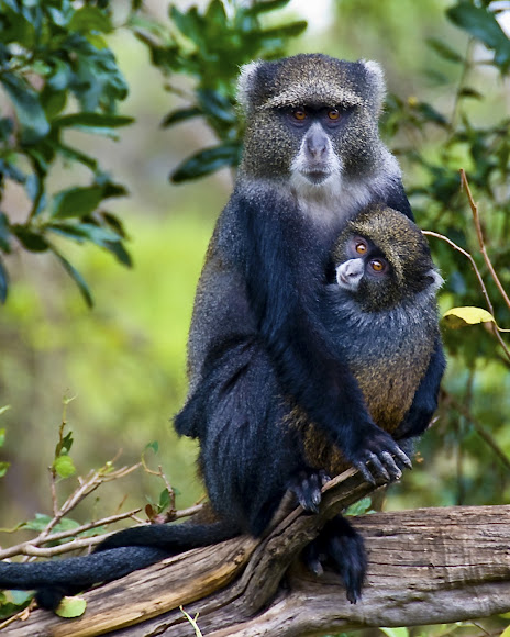 golden monkey in burundi