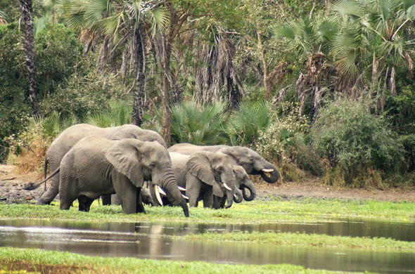 gorongosa-aug