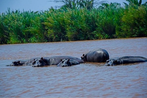 hippos