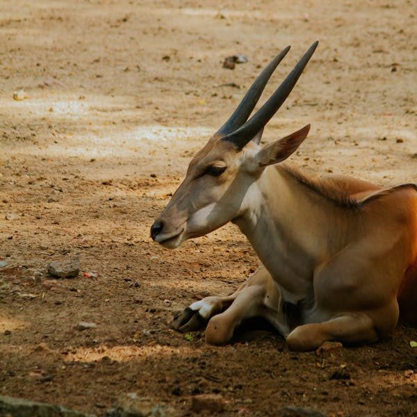 oryx in namibia