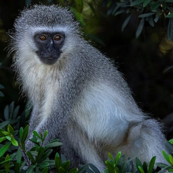 vervet-monkey