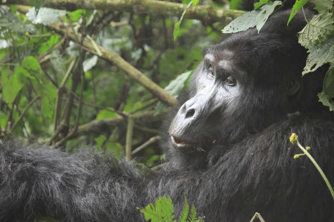 Gorilla Trekking in Africa